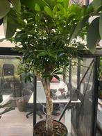 Schefflera compacta op stam — prachtige volle kamerplant, Ophalen, Halfschaduw, 150 tot 200 cm