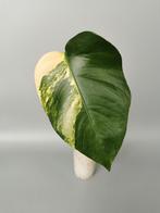 ( 2 ) Monstera aurea lime borsigiana variegata mint, Ophalen of Verzenden, Overige soorten, Minder dan 100 cm