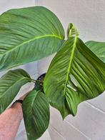 Monstera Noid p17, Ophalen of Verzenden, Halfschaduw, Minder dan 100 cm