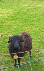 Zwarte ouessant dek-ram, Dieren en Toebehoren, Mannelijk, Schaap, 0 tot 2 jaar