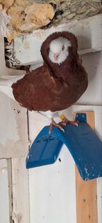 Te koop sierduiven Oudhollands kapucijnen duiven, Mannelijk, Overige soorten