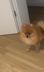 Pomeriaan, Dieren en Toebehoren, België, Particulier, Rabiës (hondsdolheid), 1 tot 2 jaar