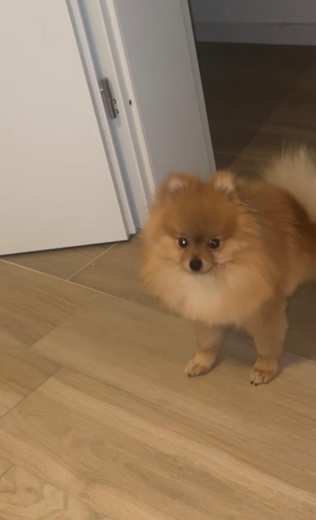 Pomeriaan, Dieren en Toebehoren, Honden | Poolhonden, Keeshonden en Oertypen, Reu, Overige rassen, Particulier, Eén hond, België