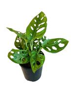 Monstera adansonii monkey mask gatenplant wortelde stekjes, Ophalen of Verzenden, Halfschaduw, Minder dan 100 cm