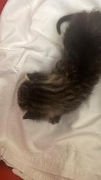 2 mooie lieve cyperse kittens, Dieren en Toebehoren, Katten en Kittens | Overige Katten, Geslacht onbekend, Kortharig, 0 tot 2 jaar