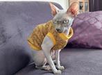 Warme trui kattenkleding Sphynx Rex kat kitten poes Handmade, Dieren en Toebehoren, Ophalen of Verzenden, Nieuw