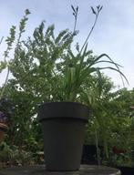 Diverse kunsstofpotten buiten met tuinplanten, Overige soorten, Volle zon, Vaste plant, Ophalen of Verzenden