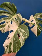 Monstera Deliciosa Variegata p15 (6)