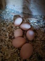 Broedeieren  wyandotte Colombia buff  kriel, Dieren en Toebehoren, Pluimvee, Geslacht onbekend, Kip