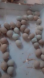 Broedeieren chinese kwartels, Dieren en Toebehoren, Pluimvee, Geslacht onbekend, Overige soorten