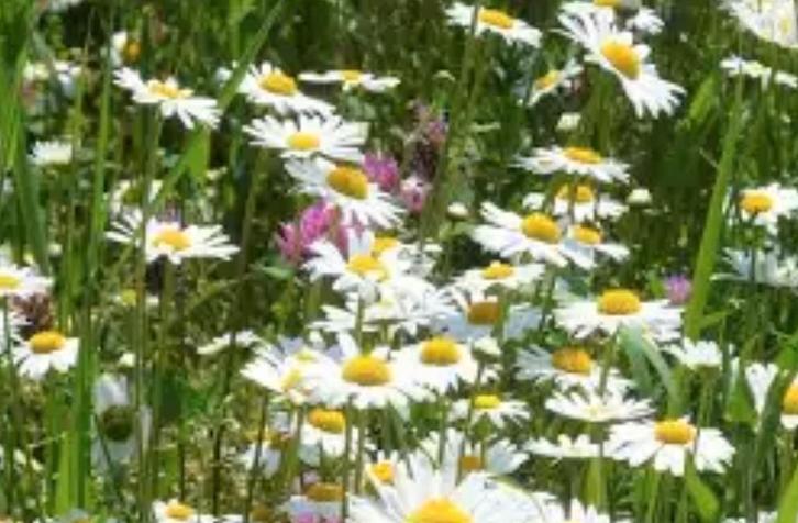 Zaden van wilde Margriet, inheems, biologisch, Tuin en Terras, Bloembollen en Zaden, Volle zon, Ophalen of Verzenden