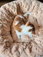 Leuke kittens, Meerdere dieren, 0 tot 2 jaar