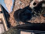 Konijn man, Dieren en Toebehoren, Mannelijk, 0 tot 2 jaar