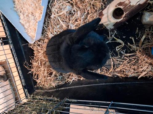 Konijn man, Dieren en Toebehoren, Konijnen, Mannelijk, 0 tot 2 jaar
