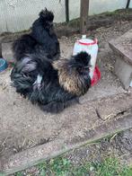 Aangeboden Zijdehoen hanen diverse kleuren, Dieren en Toebehoren, Pluimvee, Mannelijk, Kip