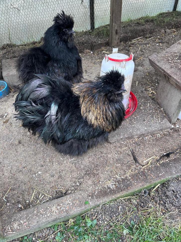 Aangeboden Zijdehoen hanen diverse kleuren, Dieren en Toebehoren, Pluimvee, Kip, Mannelijk