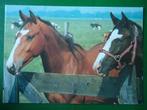(806) Dierenkaart: PAARDEN, Verzamelen, Ansichtkaarten | Dieren, Verzenden, Gelopen, Paard