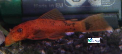 Ancistrus "Red", Dieren en Toebehoren, Vissen | Aquariumvissen, Zoetwatervis, Vis
