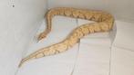 python regius / banana enchi, Dieren en Toebehoren, Slang, Tam, 0 tot 2 jaar