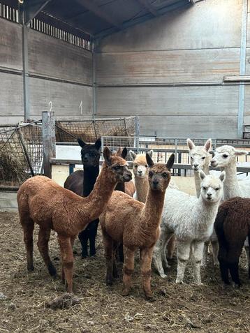 Kudde van 12 stuks prachtige jonge Alpacas 300 € beschikbaar voor biedingen