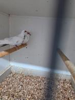 Mooi koppel bonte diamant duiven, Dieren en Toebehoren, Vogels | Duiven, Meerdere dieren, Overige soorten