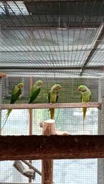 1 koppel Alexanders, onverwant wildkleur, Dieren en Toebehoren, Vogels | Parkieten en Papegaaien, Meerdere dieren, Parkiet, Geringd