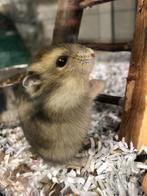 Russische dwerghamster | Jonge hamsters | Meerdere kleuren, Dieren en Toebehoren, Knaagdieren, Vrouwelijk, Hamster, Tam