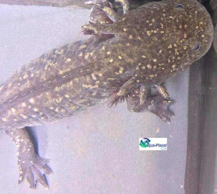 Axolotl - Wildkleur (Sub-Adult), Dieren en Toebehoren, Reptielen en Amfibieën, Amfibie, 0 tot 2 jaar, Tam