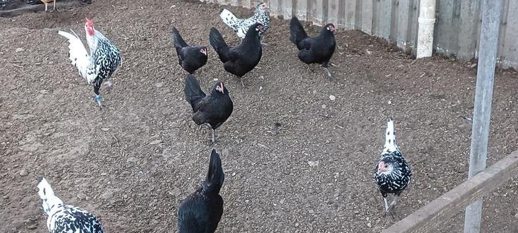 Kippen, Dieren en Toebehoren, Pluimvee, Kip, Meerdere dieren