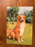 Ansichtkaart: Golden retriever, Ophalen of Verzenden, Gelopen, Hond of Kat