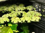 Salvinia natans, drijfplant, aquarium plant, Dieren en Toebehoren, Nieuw, Plant(en), Steen of Hout, Ophalen