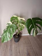 Monstera Albo Variegata, Huis en Inrichting, Kamerplanten, Ophalen of Verzenden, Halfschaduw, Minder dan 100 cm