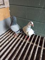 Postduiven koppel jongen, Dieren en Toebehoren, Meerdere dieren, Postduif