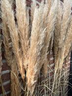 Pampas pluimen, Huis en Inrichting, Ophalen of Verzenden, Zo goed als nieuw