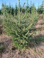 Kerstbomen, Tuin en Terras, Planten | Bomen, Overige soorten, Minder dan 100 cm, Ophalen, Volle zon