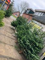 Nordmann Kerstbomen - Prachtige kwaliteit!, Bloeit niet, 100 tot 250 cm, Volle zon, In pot