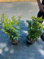 Laurier struiken genolia haag prunus, In pot, Halfschaduw, 100 tot 250 cm, Overige soorten