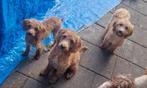 F3 multigen Doodle labradoodle oudere pup / jonge pups, Dieren en Toebehoren, Rabiës (hondsdolheid), 15 weken tot 1 jaar, Overige rassen