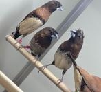 Bruinborstrietvinken x japanse meeuwen, Dieren en Toebehoren, Meerdere dieren, Tropenvogel