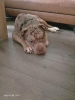 American bully xl, Dieren en Toebehoren, 1 tot 2 jaar, Eén hond, Nederland, Particulier