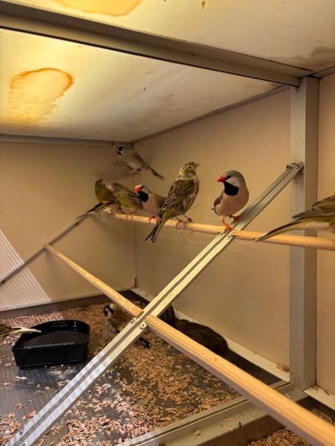 Te koop spitsstaarten, ceresamadine, kanaries en kwartels, Dieren en Toebehoren, Vogels | Overige Vogels, Tropenvogel, Meerdere dieren