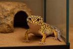 Zoek jij een nieuw thuis voor jouw luipaardgekko(‘s), Dieren en Toebehoren, Reptielen en Amfibieën, Hagedis, 0 tot 2 jaar