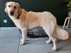 Golden Retriever, Dieren en Toebehoren, Golden retriever, Reu, Eén hond, 3 tot 5 jaar