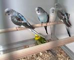 Blackwing parkieten koppels, Dieren en Toebehoren, Vogels | Parkieten en Papegaaien, Meerdere dieren, Parkiet