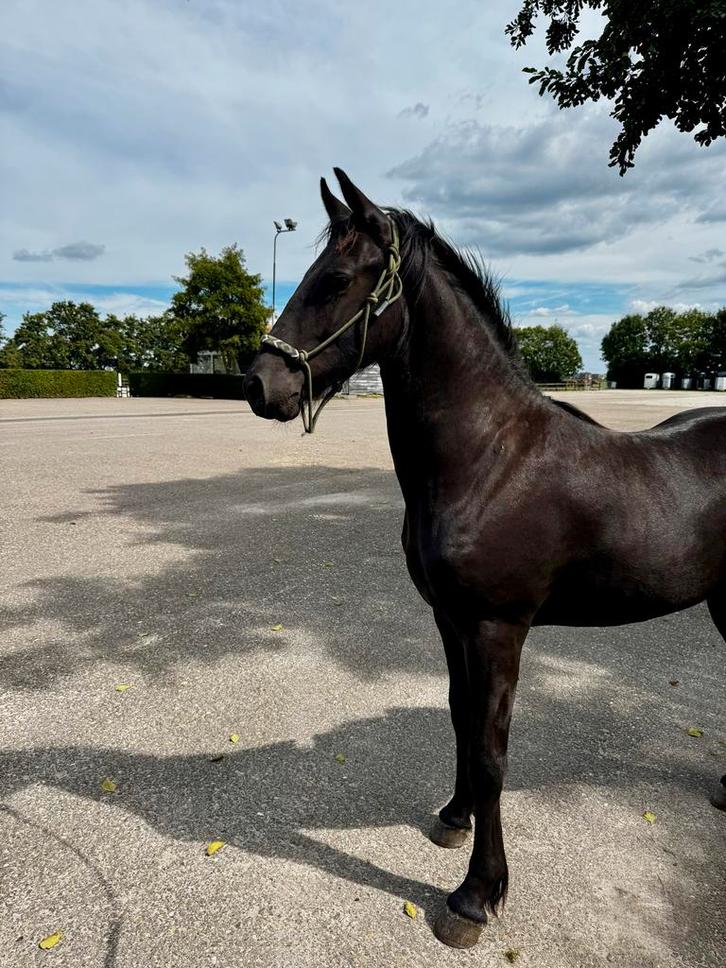 Friese ruin mix 1,5 jaar super braaf  nog niet afgespeend, Dieren en Toebehoren, Paarden, Ruin, Niet van toepassing, Minder dan 160 cm