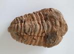 Trilobiet fossiel 8cm, Ophalen of Verzenden, Fossiel