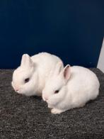 Te koop 2 Pool blauwoog voedsters, Dieren en Toebehoren, Konijnen, Vrouwelijk, Dwerg