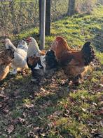 Brahma kippen en hanen, Dieren en Toebehoren, Pluimvee, Meerdere dieren, Kip