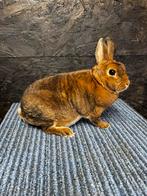 Ram castorex dwerg rex, Dieren en Toebehoren, Mannelijk, Dwerg, 3 tot 5 jaar