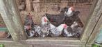 Gratis hanen, Dieren en Toebehoren, Pluimvee